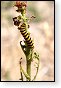 Tyria jacobaeae Zebrarups vlinder vlinders nederland insect insecten lepidoptera rups dagvlinder nachtvlinder mot motten pop larve